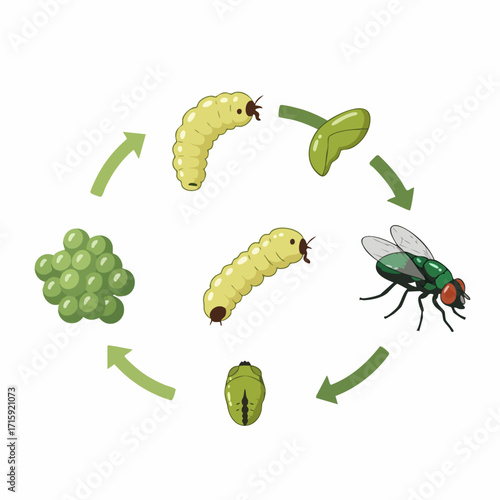 Detailed Flat Illustration of Fly Life Cycle Process and Stages Chart