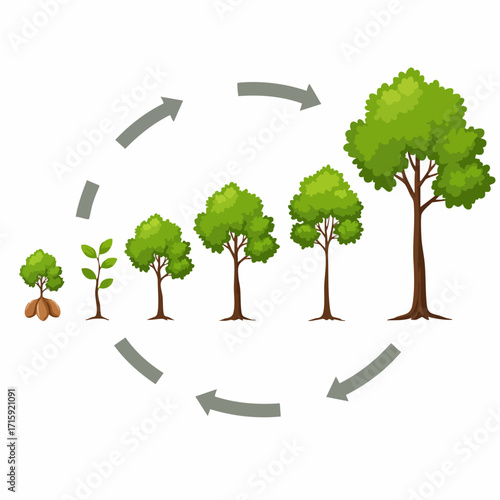 Flat Style Illustration Tree Life Cycle Development Stages Diagram
