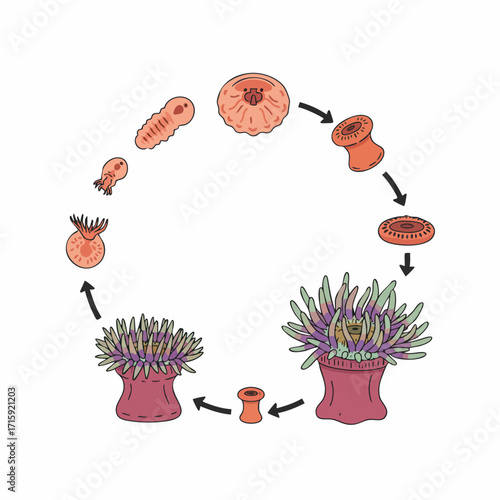Delicate Handdrawn Sea Anemone Life Cycle Circular Illustration