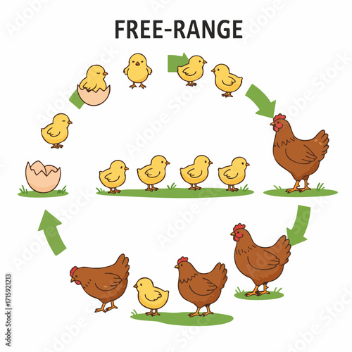 Cute Handdrawn Life Cycle of a Chicken Illustration Process Diagram