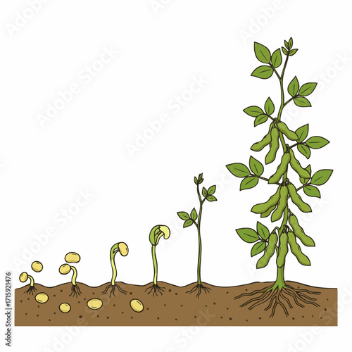 Detailed Handdrawn Soybean Plant Growth Stages Diagram Illustration