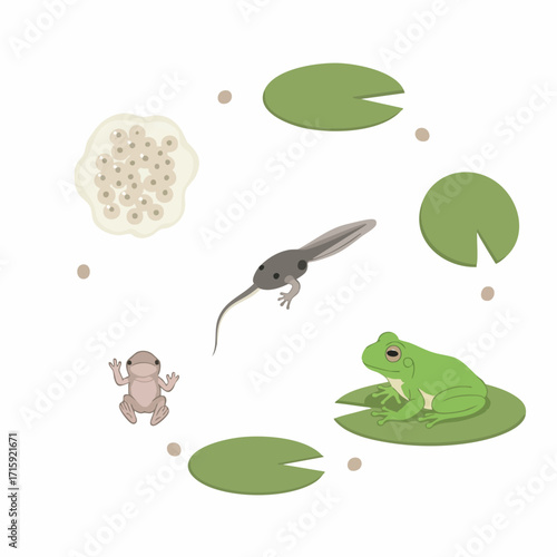 Flat Illustration Life Cycle Of Frog In Circular Arrangement Diagram