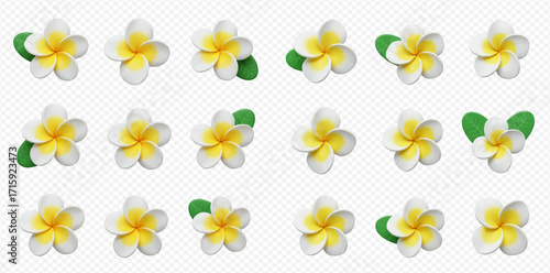 Multiple plumeria flowers with white petals and yellow centers, some accompanied by green leaves, arranged on a transparent background.