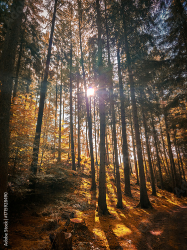 Golden sunlight streams through tall trees in a quiet forest, hike in the Dammer Berge nature reserve, in 49041 Damme, Germany