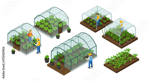 Isometric greenhouse gardening with people tending plants
