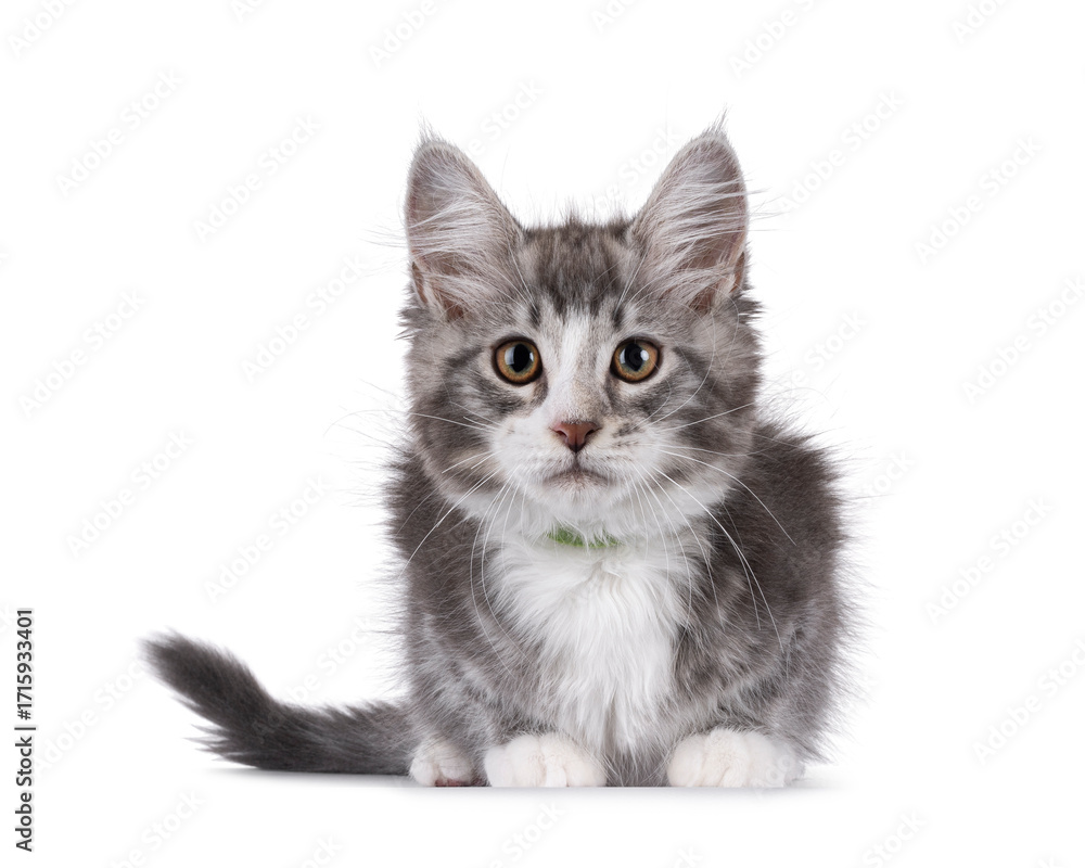 Obraz premium Friendly blue with white Maine Coon cat kitten, laying down facing front. Looking attentive to camera. Isolated on a white background.