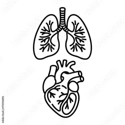 Simple vector illustration of human lungs and heart outlined for medical science silhouette vector illustration white background