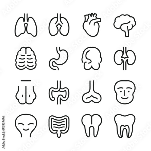 Collection of simplified vector icons representing human organs and anatomy silhouette vector illustration white background