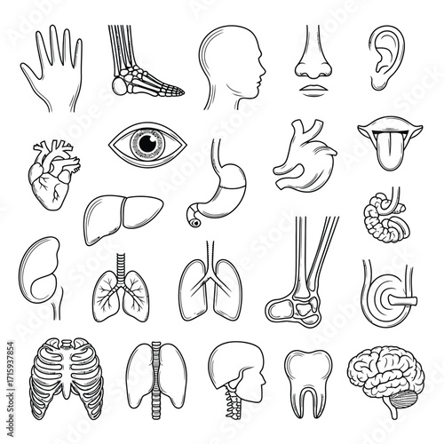 Detailed line drawing illustration collection of human anatomy vector graphics eps silhouette vector illustration white background