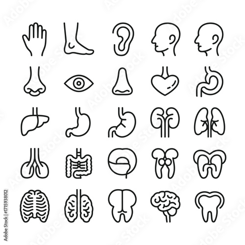 Collection of human anatomy icons scalable vector graphics for medical and educational use silhouette vector illustration white background