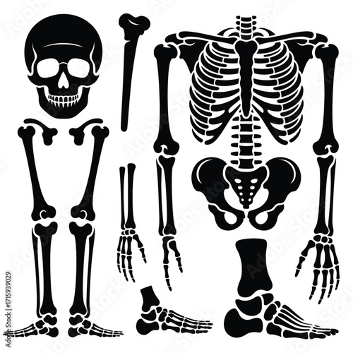 Black and white human skeleton anatomy illustration vector graphic scalable for medical and halloween designs silhouette vector illustration white background