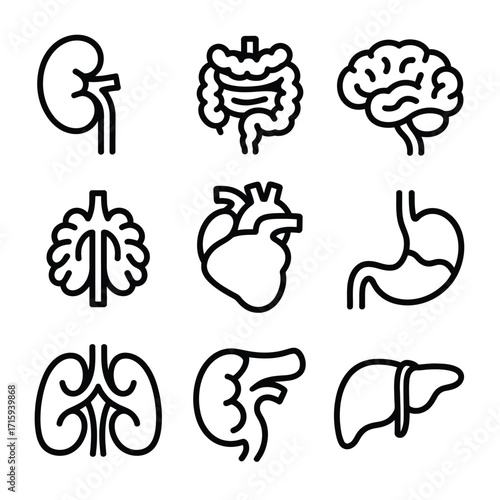 Collection of stylized human organ icons vector scalable illustration for medical and educational purposes silhouette vector illustration white background