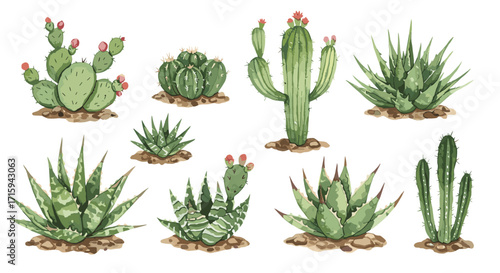 Watercolor cactus collection: diverse succulent varieties in artistic detail