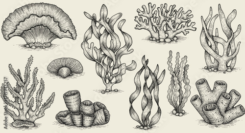 Hand drawn vintage marine life featuring varieties of coral and seaweed