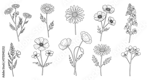Monochrome botanical floral designs featuring various blooming wildflowers and herbs