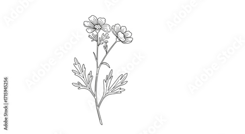 Detailed botanical line art of elegant wildflower with delicate petals
