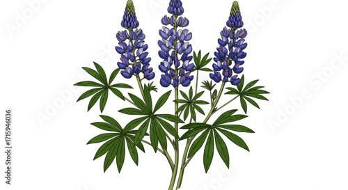 Detailed botanical drawing of purple lupine flowers with lush green leaves
