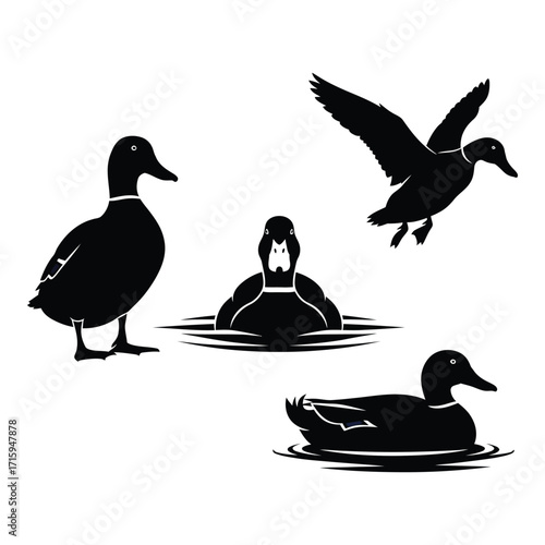 Silhouette collection of ducks in various poses on water background silhouette