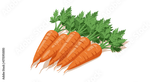 Fresh carrots with green leaves on a white background