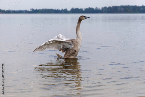 Fototapeta Naklejka Na Ścianę i Meble -  A young swan stretching in a tranquil lake
