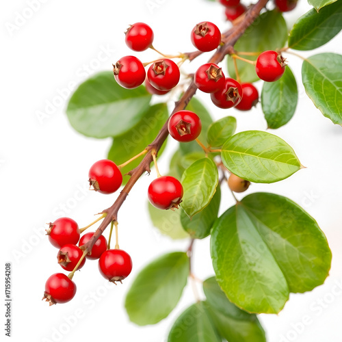 Red bearberry branch displaying ripening berries, green oval foliage against white backdrop
