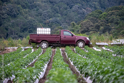 A maroon pickup truck parked in the middle of a green potato farm, carrying a large water tank for irrigation, with a lush forested hill as a natural backdrop.