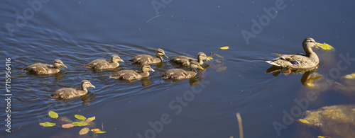 Entenmutter mit sieben Küken