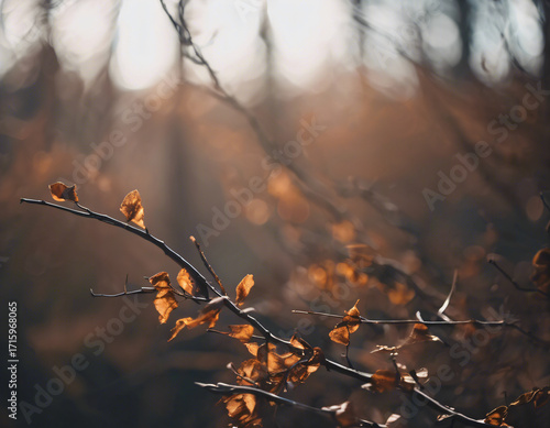Autumn leaves on the tree