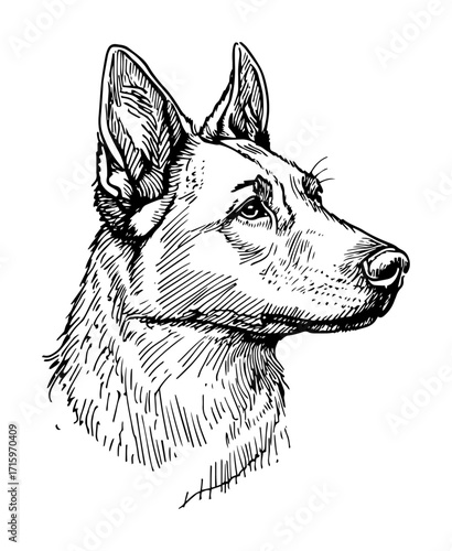 german shepherd dog head sketch