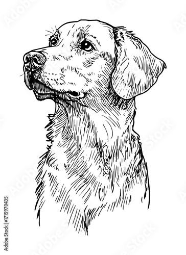 labrador retriever dog portrait drawing