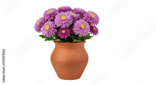 Vibrant Purple Chrysanthemum Flowers in a Terracotta Clay Pot isolated PNG with Transparent Background
