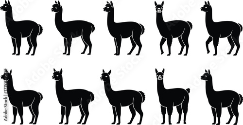 Silhouettes of llamas in varied poses and shapes, vector illustration set, black icons, animal diversity, livestock comparison design elements