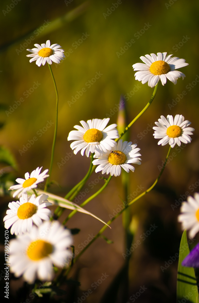 Fototapeta premium Full bloom of chamomile flowers garden camomile.