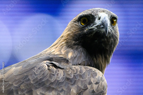 Team bird, Eagle at Deutsche Bank Park