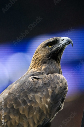 Team bird, Eagle at Deutsche Bank Park