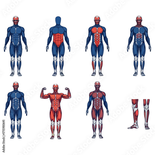 Human Anatomy Muscle System Illustration Showing Body Parts.