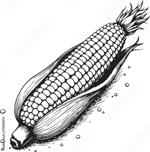 Corn Illustration: A detailed and artistic line illustration showcases a single ear of corn, complete with its husk and kernels, celebrating nature's bounty.