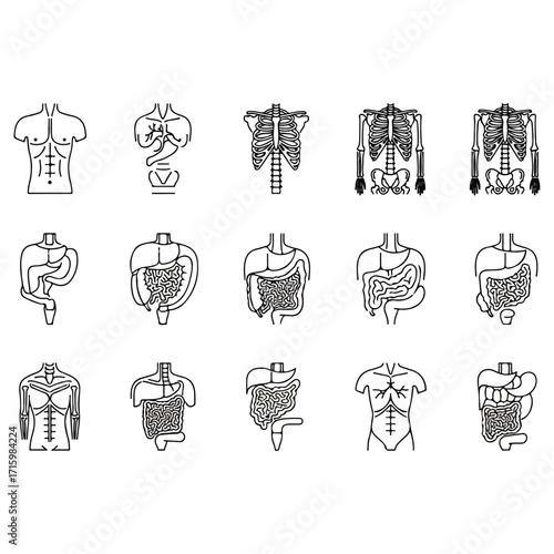 Human anatomy illustration showing internal organs and skeleton.