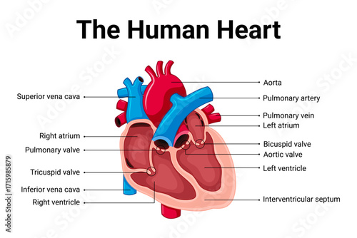 The human heart anatomy structure for education 