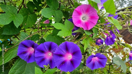Purple and pink morning glory flowers blooming on green vine, close-up in natural garden setting. Vibrant colors, heart-shaped leaves, floral macro, outdoor ornamental plant.