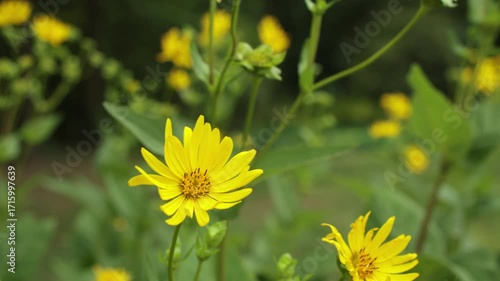 Yellow flowers silphium perfoliatum in the garden on wind