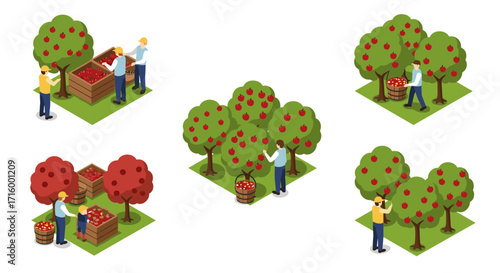 Isometric orchard harvest scene: farmers picking apples from lush trees