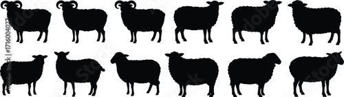 Sheep silhouettes, ram and ewe icons, farm animal illustration, livestock vector design, black outline, agriculture art, wool sheep, rural branding