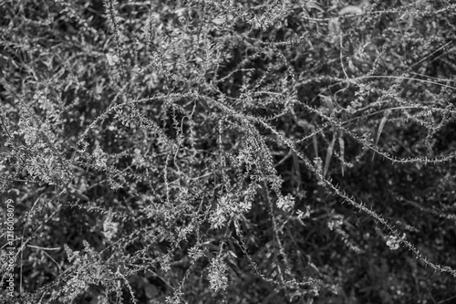 Photography black and white texture