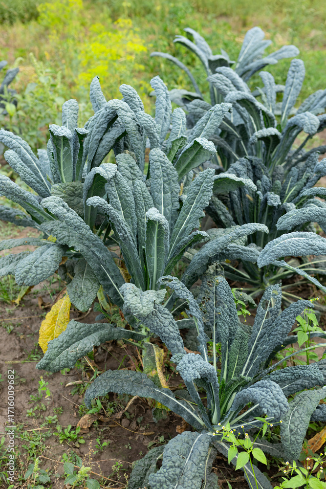 Fototapeta premium A bed of kale in an organic garden
