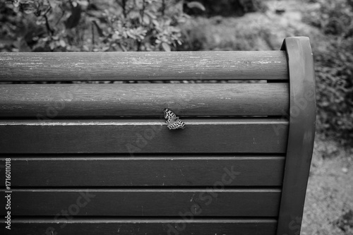Photography bench in the park