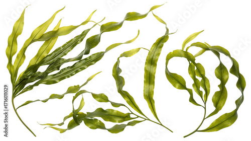 Green seaweed leaves isolated on black background for nature-inspired design and decoration