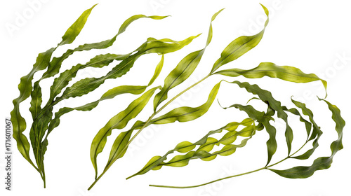 Natural underwater plants isolated on black background showcasing detailed green leaf blades design