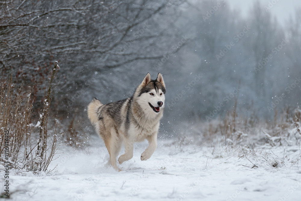 Naklejka premium Close-up Portrait of Siberian Husky with Blue Eyes