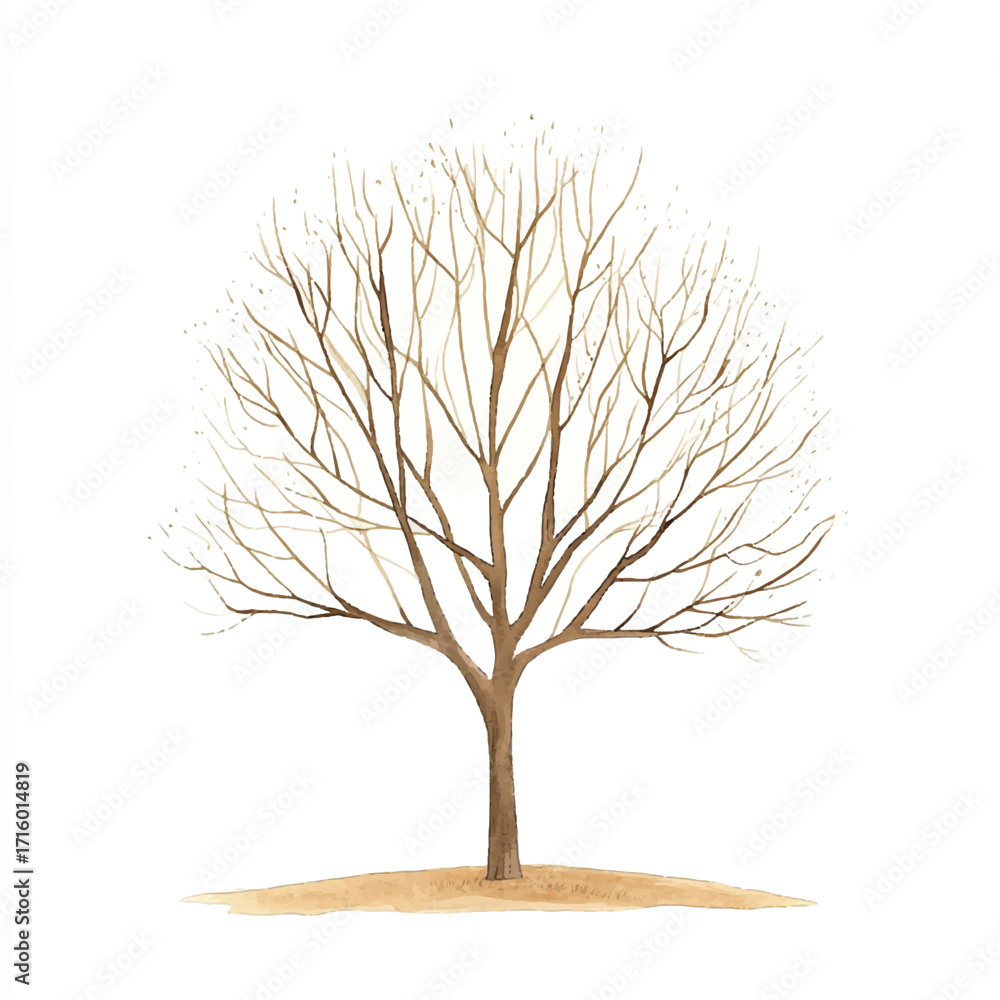 Obraz premium Bare tree illustration against a white background showing intricate branches and trunk.